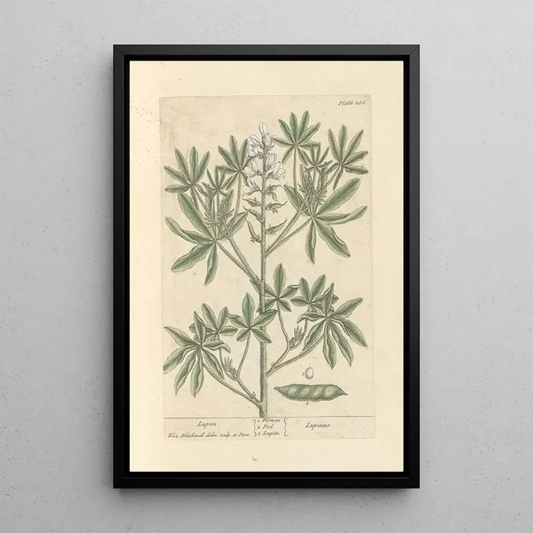 Lupin - Elizabeth Blackwell — ingelijst kunstwerk aan de muur