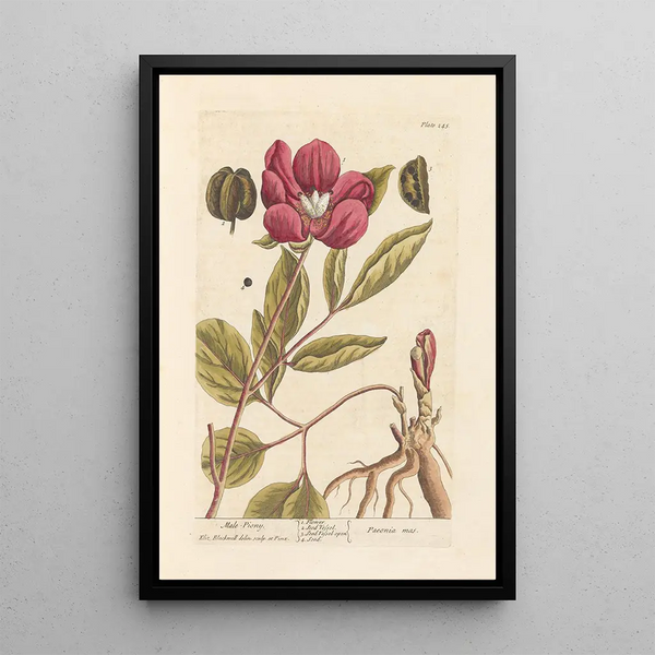 Pivoine mâle - Elizabeth Blackwell — ingelijst kunstwerk aan de muur