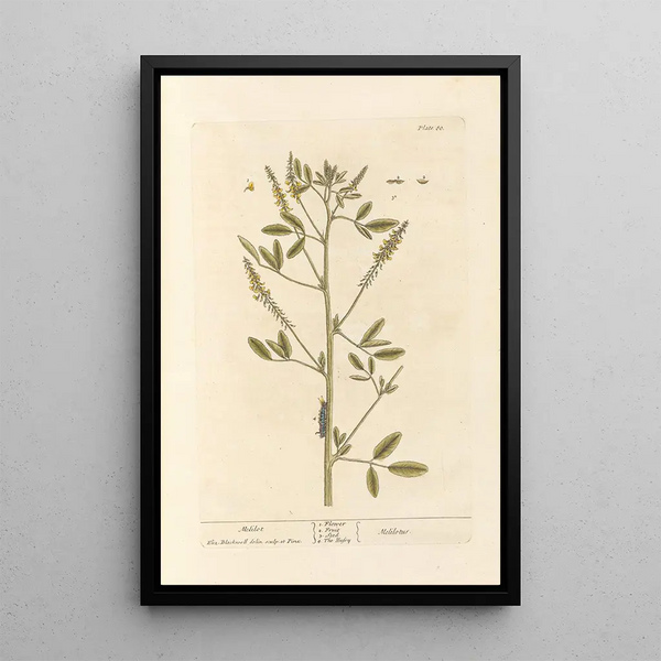 Mélilot - Elizabeth Blackwell — ingelijst kunstwerk aan de muur
