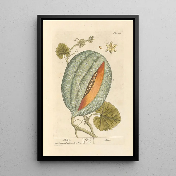 Melon - Elizabeth Blackwell — ingelijst kunstwerk aan de muur