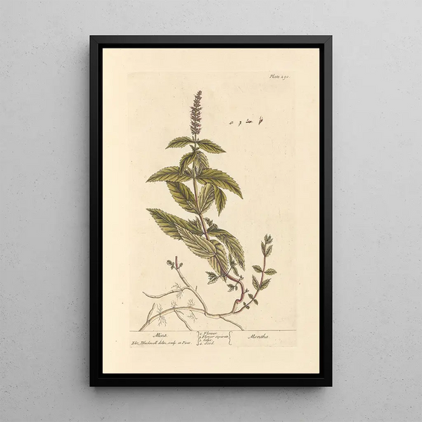 Menthe - Elizabeth Blackwell — ingelijst kunstwerk aan de muur