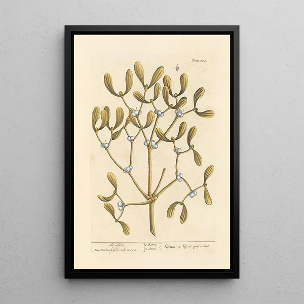 Gui - Elizabeth Blackwell — ingelijst kunstwerk aan de muur