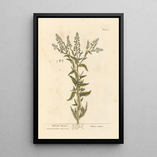 Moutarde mithridate - Elizabeth Blackwell — ingelijst kunstwerk aan de muur