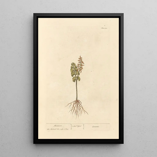 Lunaire - Elizabeth Blackwell — ingelijst kunstwerk aan de muur