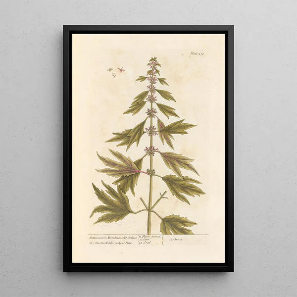 Marrube of witte marrube - Elizabeth Blackwell — ingelijst kunstwerk aan de muur