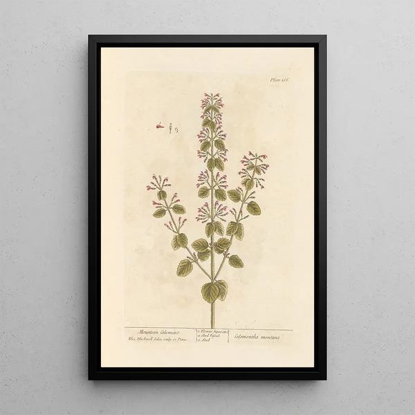 Calament des montagnes - Elizabeth Blackwell — ingelijst kunstwerk aan de muur