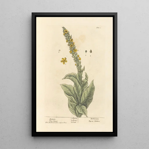Molène - Elizabeth Blackwell — ingelijst kunstwerk aan de muur