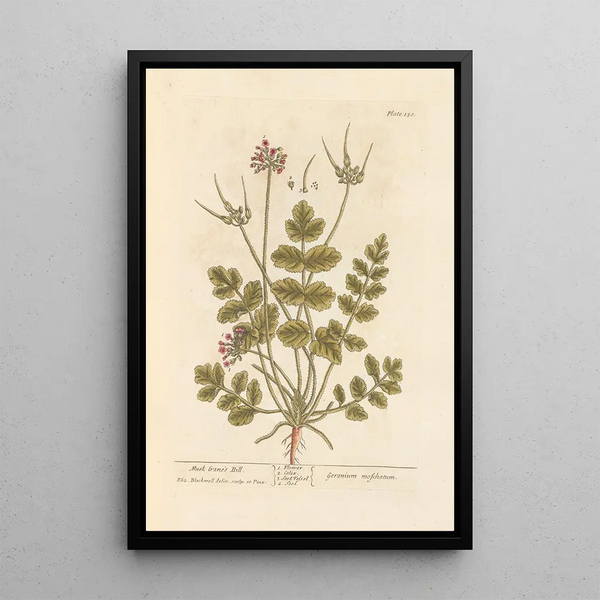 Bec-de-grue musqué - Elizabeth Blackwell — ingelijst kunstwerk aan de muur