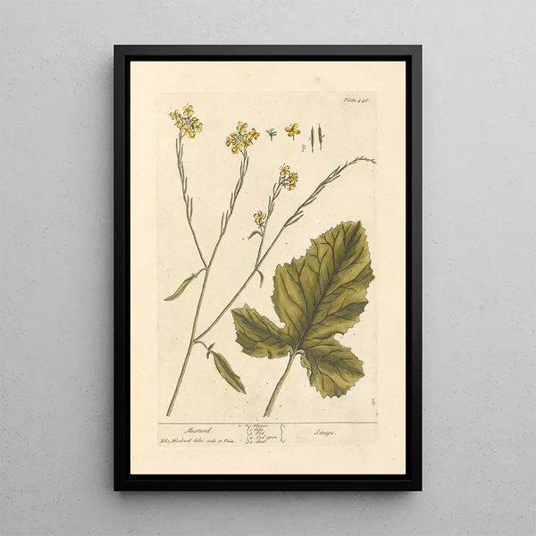 Moutarde - Elizabeth Blackwell — ingelijst kunstwerk aan de muur