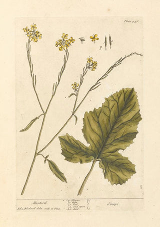 Elizabeth Blackwell - Mustard.webp