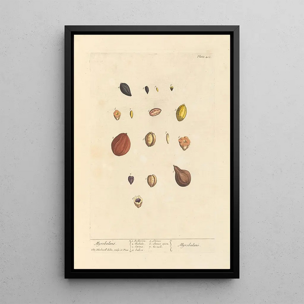 Myrobolans - Elizabeth Blackwell — ingelijst kunstwerk aan de muur