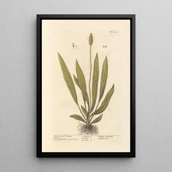 Plantain à feuilles étroites - Elizabeth Blackwell — ingelijst kunstwerk aan de muur
