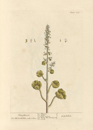 Elizabeth Blackwell - Navelwort.webp