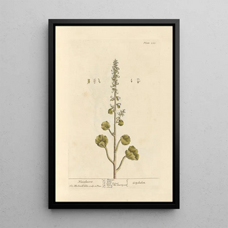 Elizabeth Blackwell - Navelwort.webp