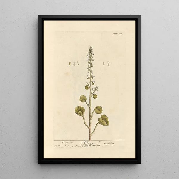 Navel van Venus - Elizabeth Blackwell — ingelijst kunstwerk aan de muur