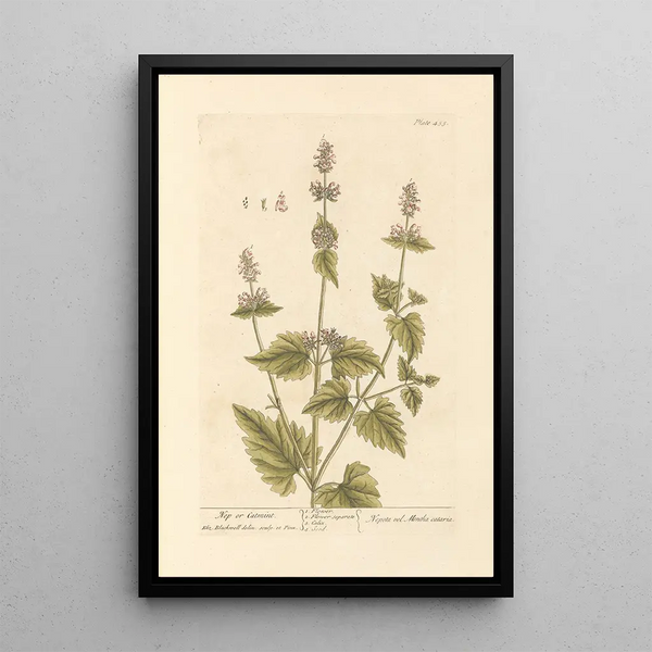 Cataire of kattenmunt - Elizabeth Blackwell — ingelijst kunstwerk aan de muur
