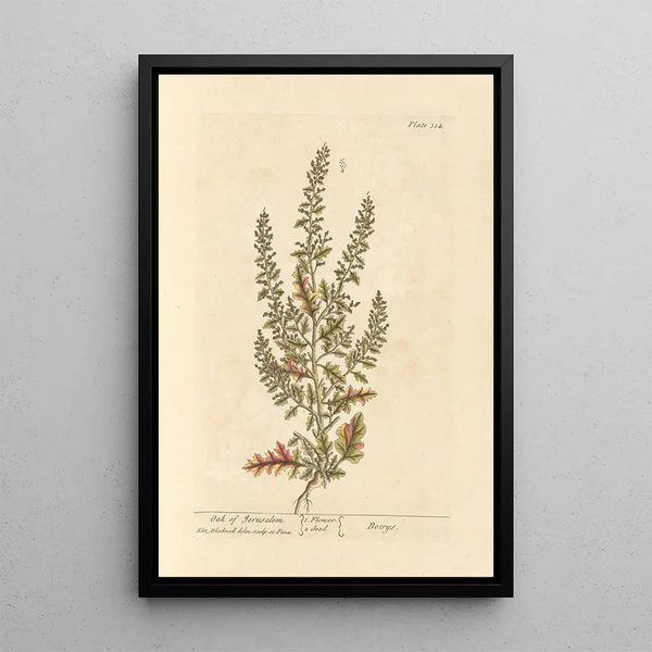 Chêne de Jérusalem - Elizabeth Blackwell — ingelijst kunstwerk aan de muur