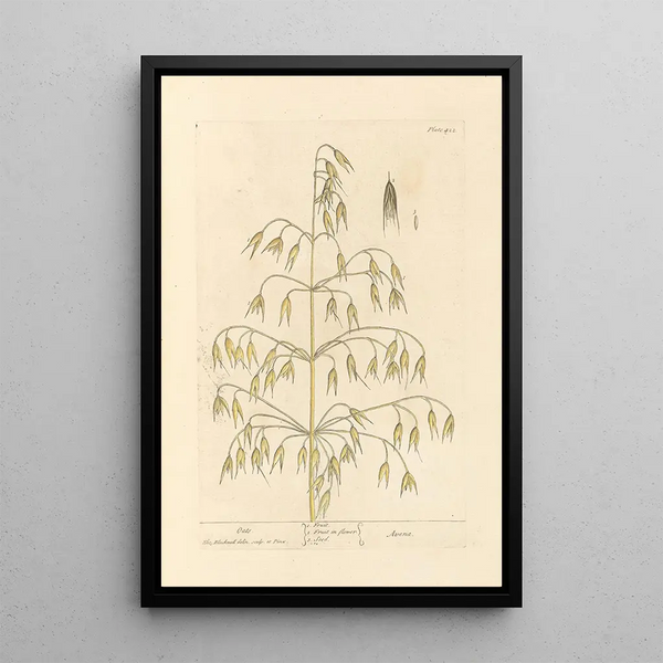 Avoine - Elizabeth Blackwell — ingelijst kunstwerk aan de muur