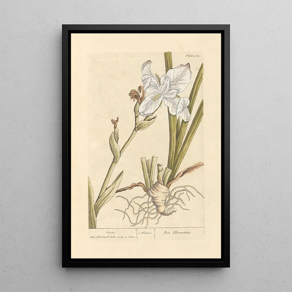 Iris - Elizabeth Blackwell — ingelijst kunstwerk aan de muur