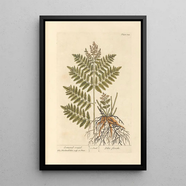 Osmonde royale - Elizabeth Blackwell — ingelijst kunstwerk aan de muur