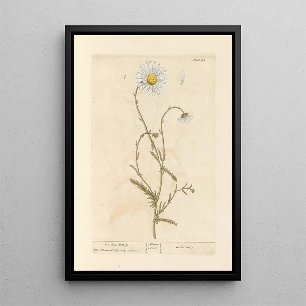Marguerite - Elizabeth Blackwell — ingelijst kunstwerk aan de muur