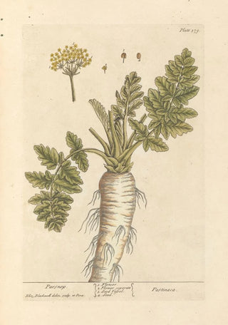 Elizabeth Blackwell - Parsnep.webp