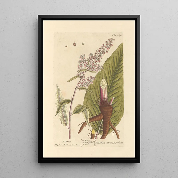 Patience - Elizabeth Blackwell — ingelijst kunstwerk aan de muur