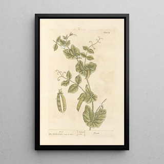 Elizabeth Blackwell - Peas.webp