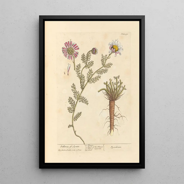 Pellitoire d'Espagne - Elizabeth Blackwell — ingelijst kunstwerk aan de muur
