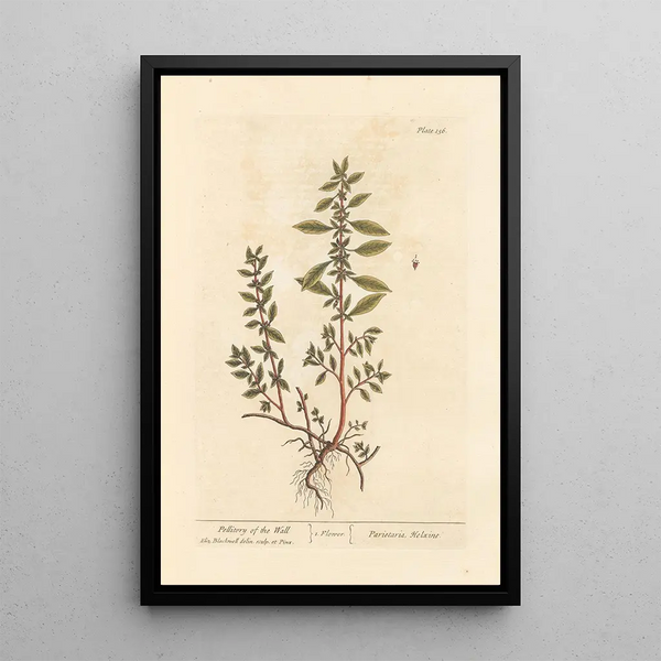 Pellitoire des murs - Elizabeth Blackwell — ingelijst kunstwerk aan de muur