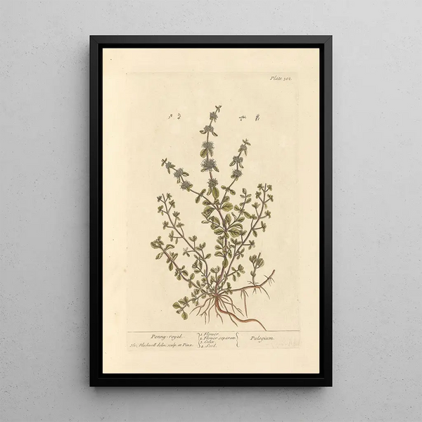 Menthe pouliot - Elizabeth Blackwell — ingelijst kunstwerk aan de muur