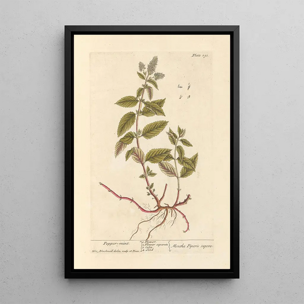 Pepermunt - Elizabeth Blackwell — ingelijst kunstwerk aan de muur