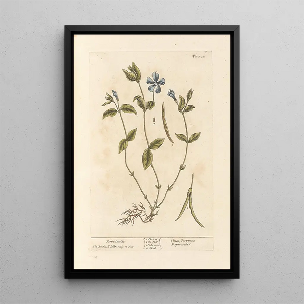 Pervenche - Elizabeth Blackwell — ingelijst kunstwerk aan de muur
