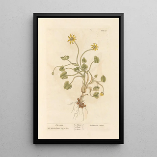 Elizabeth Blackwell - Pilewort.webp
