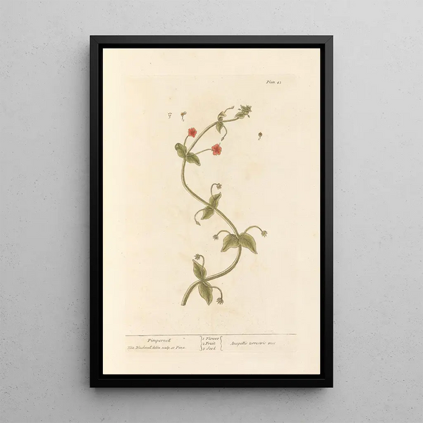 Kleine pimpernel - Elizabeth Blackwell — ingelijst kunstwerk aan de muur