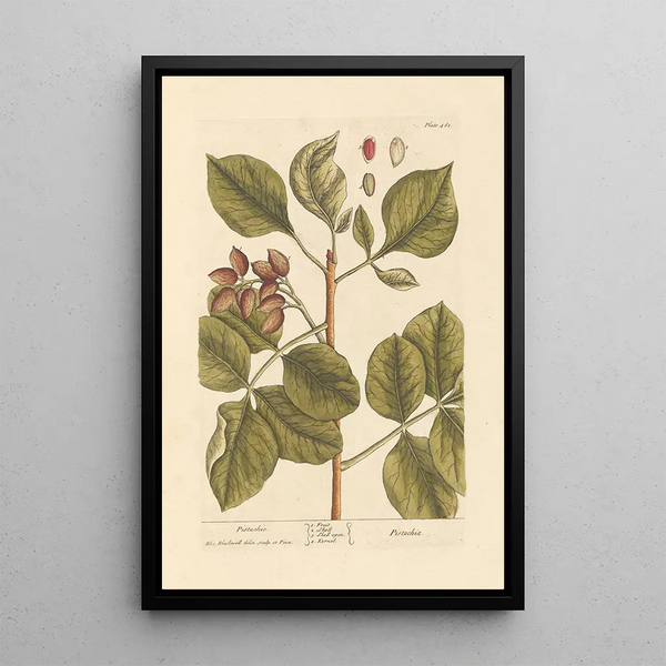 Pistache - Elizabeth Blackwell — ingelijst kunstwerk aan de muur