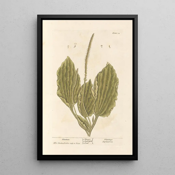 Plantain - Elizabeth Blackwell — ingelijst kunstwerk aan de muur