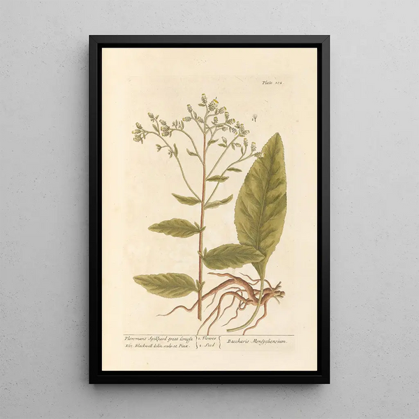 Grote Conyze Schilderij - Elizabeth Blackwell — ingelijst kunstwerk aan de muur