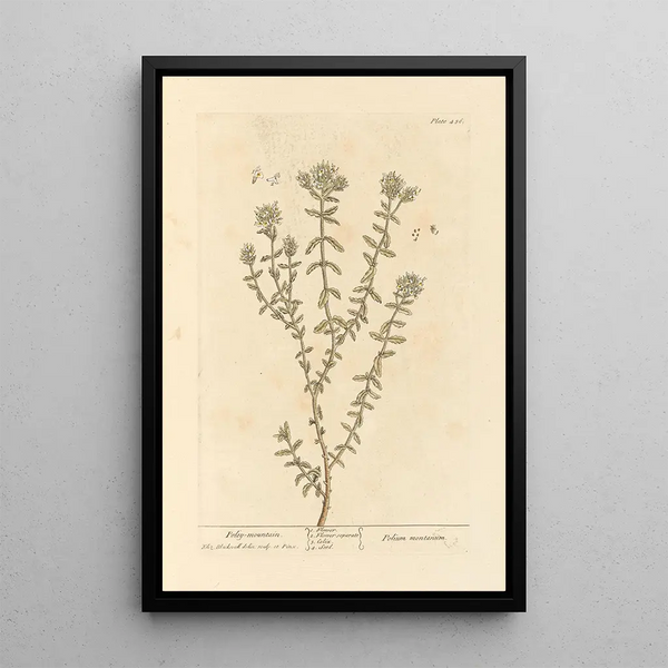 Polé montagne - Elizabeth Blackwell — ingelijst kunstwerk aan de muur