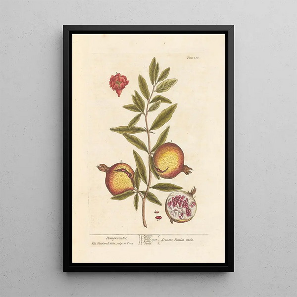 Grenades - Elizabeth Blackwell — ingelijst kunstwerk aan de muur