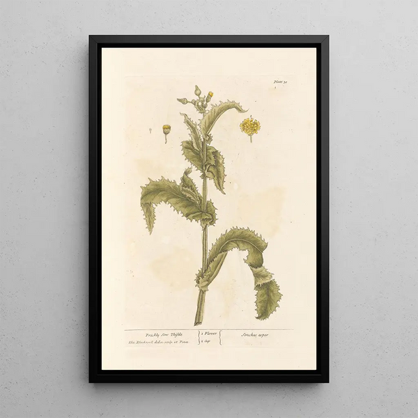 Laiteron épineux - Elizabeth Blackwell — ingelijst kunstwerk aan de muur
