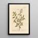 Privet or primprint - Elizabeth Blackwell — framed artwork on a wall