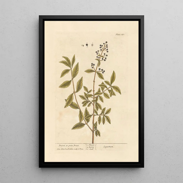 Troène of primprint - Elizabeth Blackwell — ingelijst kunstwerk aan de muur