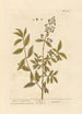 Privet or primprint - Elizabeth Blackwell — artwork view