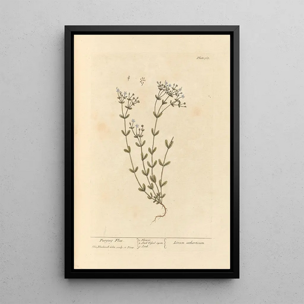 Lin purgatif - Elizabeth Blackwell — ingelijst kunstwerk aan de muur