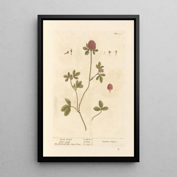 Trèfle pourpre - Elizabeth Blackwell — ingelijst kunstwerk aan de muur