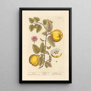 Elizabeth Blackwell - Quinces.webp