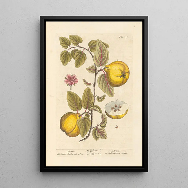 Coings - Elizabeth Blackwell — ingelijst kunstwerk aan de muur