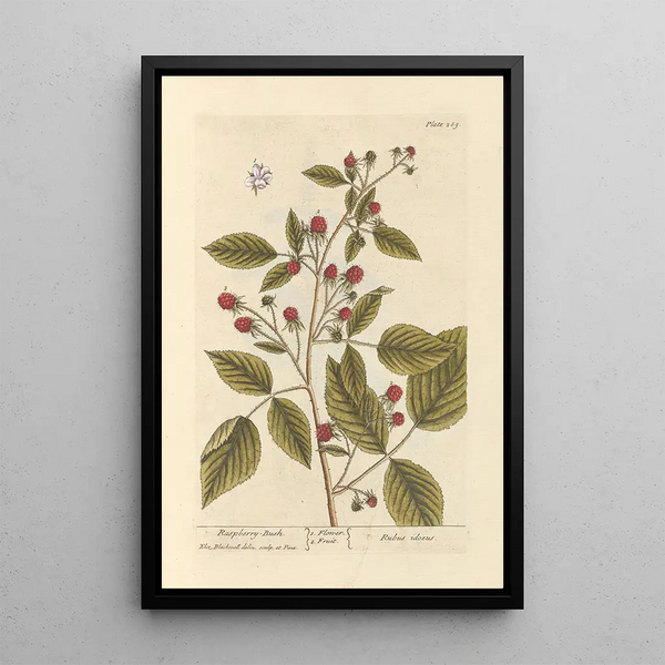 Frambozenstruik - Elizabeth Blackwell — ingelijst kunstwerk aan de muur