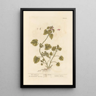 Elizabeth Blackwell - Red archangel.webp